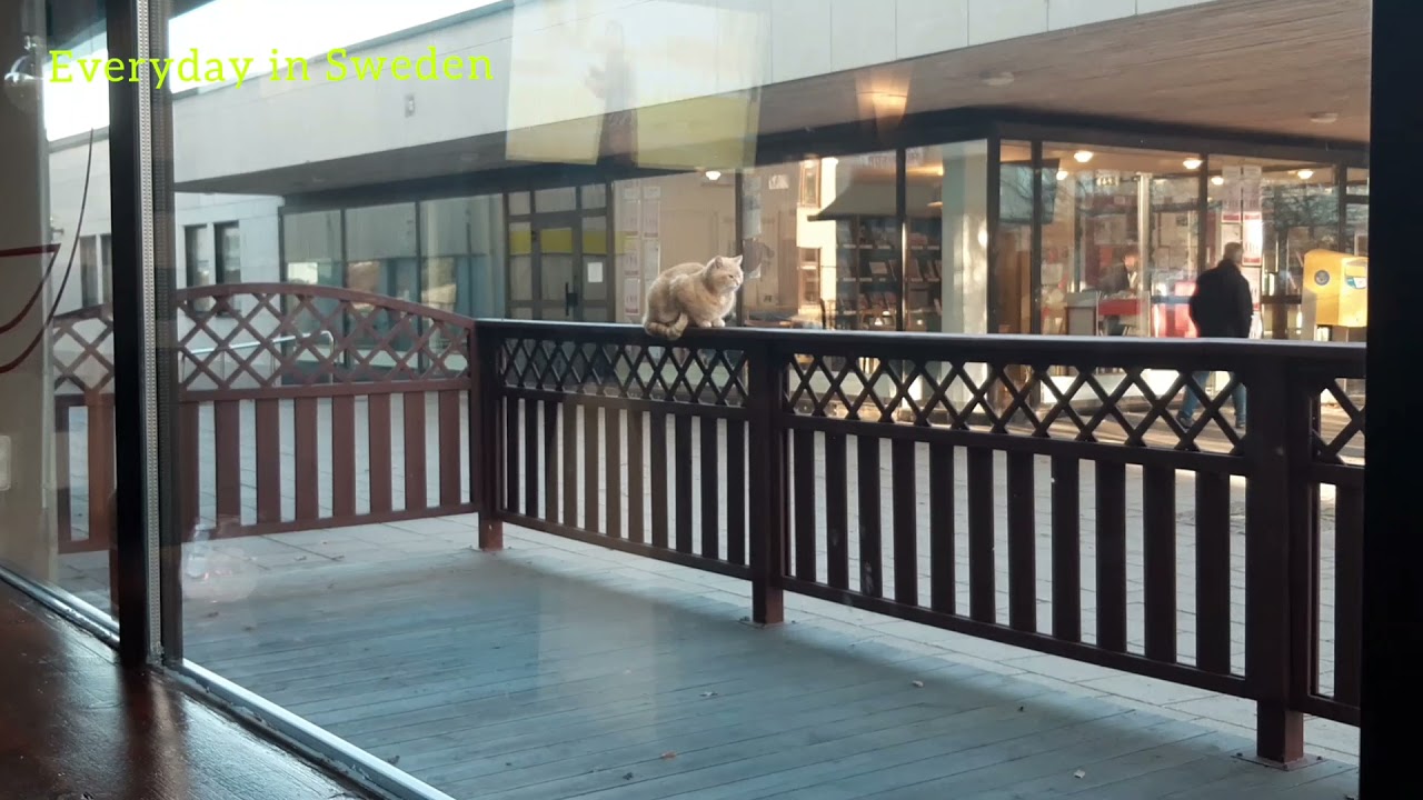 Shy Cat outside the restaurant | Gnesta, Sweden