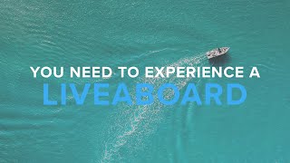 Why You NEED To Experience A Liveaboard | Deep Dive
