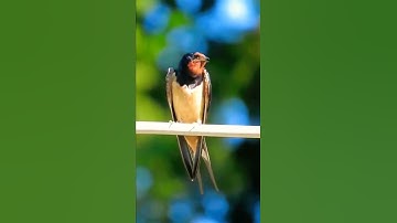 Thumbnail of swallow bird sound effect (Barn swallow) nature sounds
