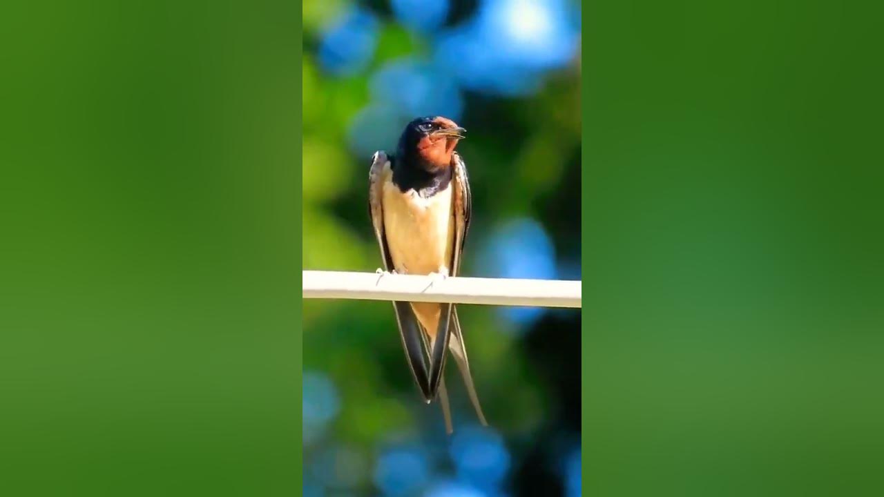swallow bird sound effect (Barn swallow) nature sounds