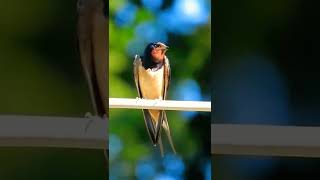 swallow bird sound effect (Barn swallow) nature sounds