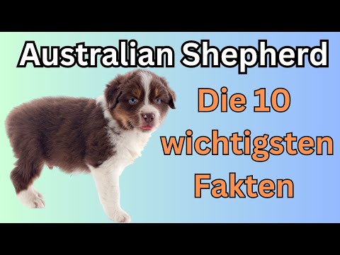 Video: Sollten Australian Shepherds gepflegt werden?