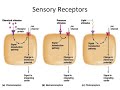 La transduction sensorielle