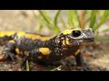 Salamanders breathe through their skin #fact #salamander #newt