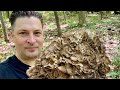 Hen Of The Woods Mushroom ~ How To Find, Clean & Cook ~ Minnesota Mushrooms