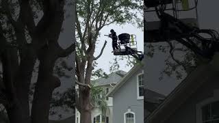 🌲🔥 Big job? Clean finish. Every time.🔥🌲 #jacksonville #treeservice #treeremoval #treetrimming #tree