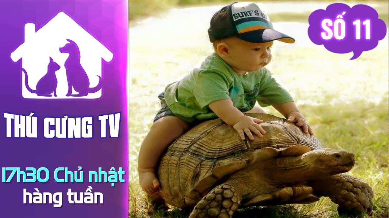 Những chú rùa Sulcata “khổng lồ” | YOUTV - YouTube