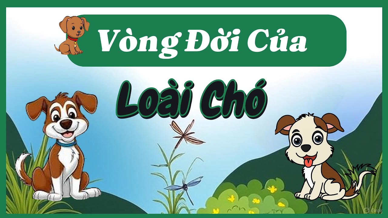 Vòng Đời Của Loài Chó Bao Nhiêu Năm? Life Cycle of a Dog | Cùng Tìm Hiểu Nhé !