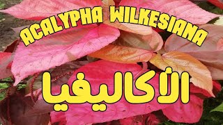 كيفية رعاية نبات الاكاليفيا  /// Acalypha wilkesiana care