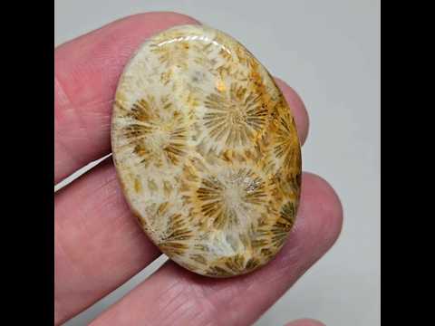 Окаменелый коралл - кабошон 45,5 ct, видео 1