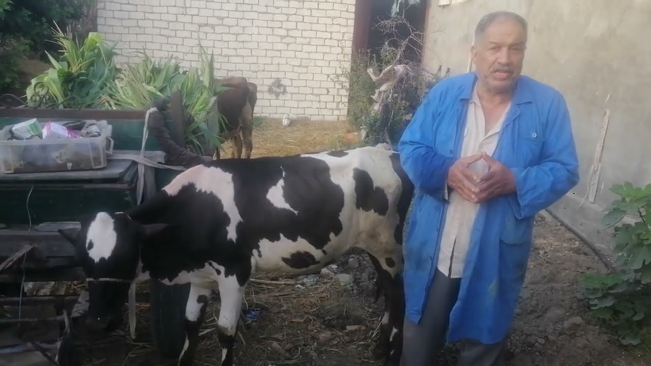 الجديد في علاج مرض حمي الثلاثه ايام ويوجد فديو اخر مكمل اسمه مرض حمي الثلاثه ايام في الابقار