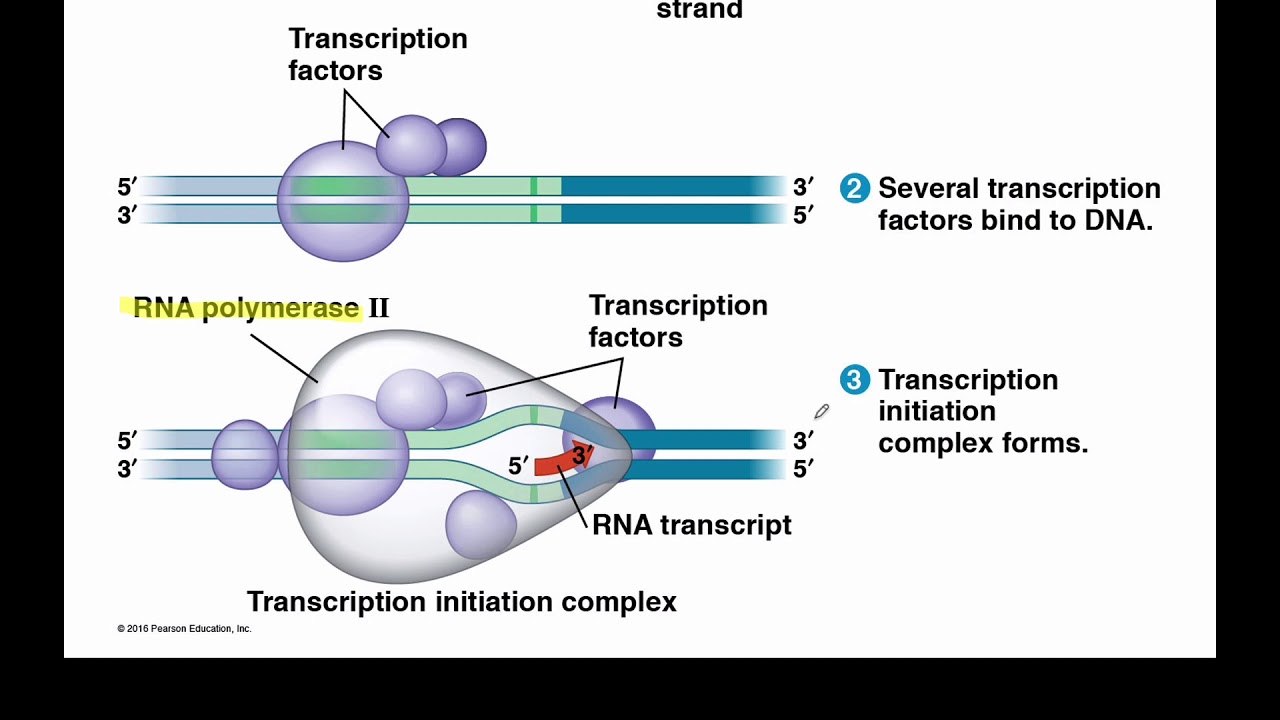 mRNA Processing in Eukaryotes - YouTube