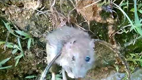 cách bẫy chuột đơn giảm và hiệu quả nhất