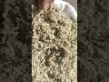 عشبة الشيح علاج للسكر