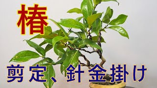 Bonsai for Beginners: Pruning and Wiring Camellias - YouTube