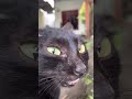 Percakapan Para Kucing Cat Kucing Kitten Trendingshorts Pets Fypシ Viral