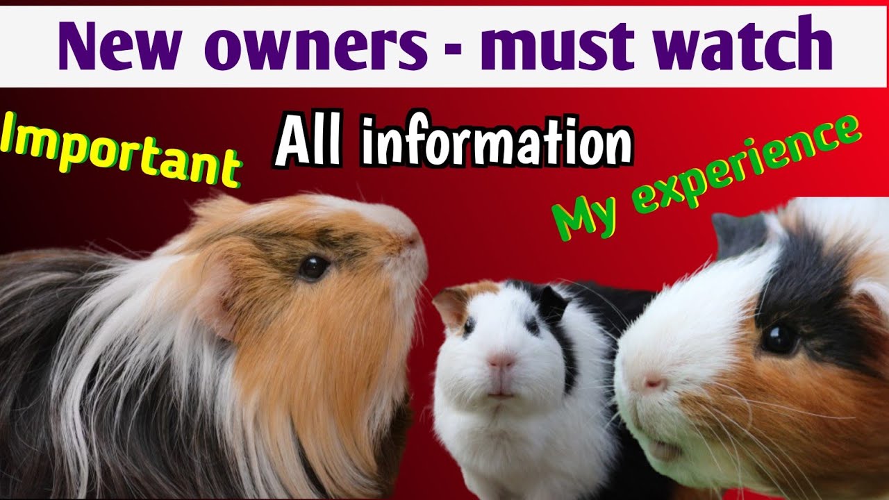 Руководство по уходу за морскими свинками: все, что вам нужно знать!