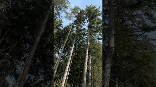 Tall Trees #shorts