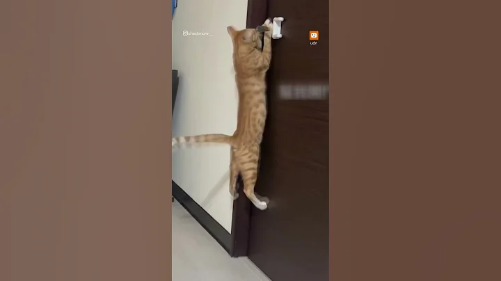 爸假装被关求救 猫救援过程超搞威｜搞笑｜动物 - 天天要闻