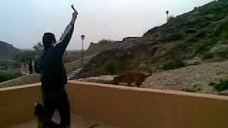 American Stafford. Arnold En Accion