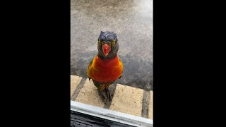 Rainbow Lorikeet a hungry bird.