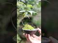 3月中旬、モミジと寄せ植えになったカシの木の小皿ミニ盆栽 ドングリから育てた #bonsai #盆栽 #bonsaitree