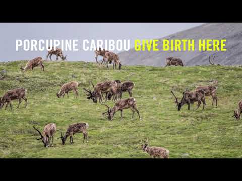 Protect the Arctic from Gas and Oil Drillin