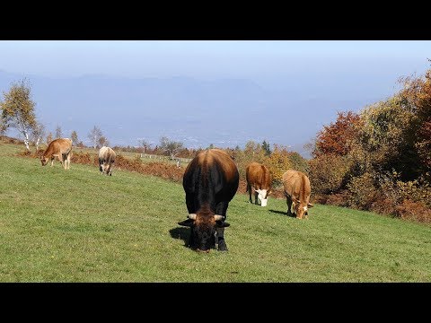 Stoka na pašnjacima Ravnog Rostova