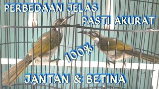 CIRI-CIRI CUCAK PANTAI JANTAN DAN BETINA || Cara Akurat Membedakan Burung Cupan Jantan Dan Betina