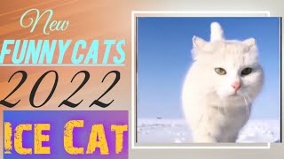 Cat Walking on Ice || Funny cats 2022♥ #pets #animals #funny clips #fun #catsfun Resimi