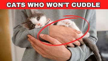 Why Your Cat Hates Cuddles (And How to Win Their Affection)
