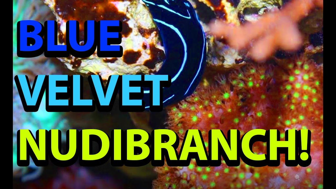 Blue Velvet Nudibranch