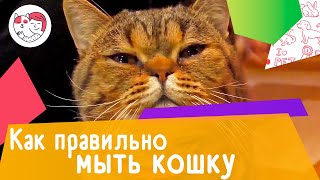 4 совета, как правильно мыть кошку by iLike Pet 1,005 views 2 years ago 3 minutes, 4 seconds