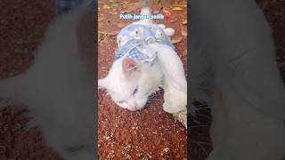 Download Lagu Putih jangan sedih lagi ya ❤️ #cat #kucinglucu #kucing #kucingimut #cutecat #shorts #meow #catlovers MP3 Download Lagu Putih jangan sedih lagi ya ❤️ #cat #kucinglucu #kucing #kucingimut #cutecat #shorts #meow #catlovers MP3