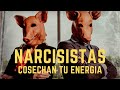 Los Narcisistas Cosechan Tu Energía