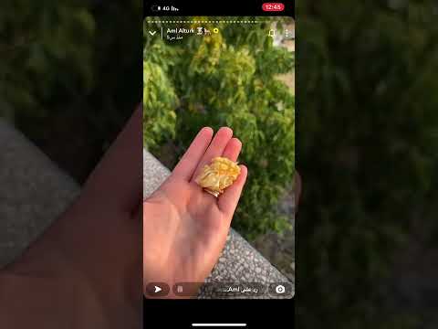 شجرة عين الجمل عجائب خلق الله