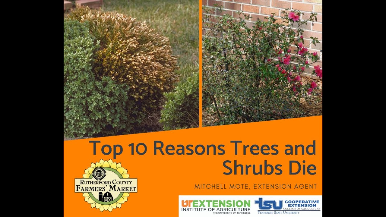 Top 10 Reasons Trees and Shrubs Die YouTube
