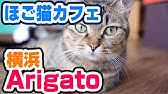 足立区初の譲渡型保護猫カフェopenに向けて クラウドファンディングに挑戦中 Youtube 足立区初の譲渡型保護猫カフェopenに向けて クラウドファンディングに挑戦中 Youtube