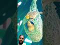#trendingshorts #viralvideo #birds #nature