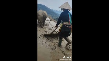 cày ruộng bậc thang