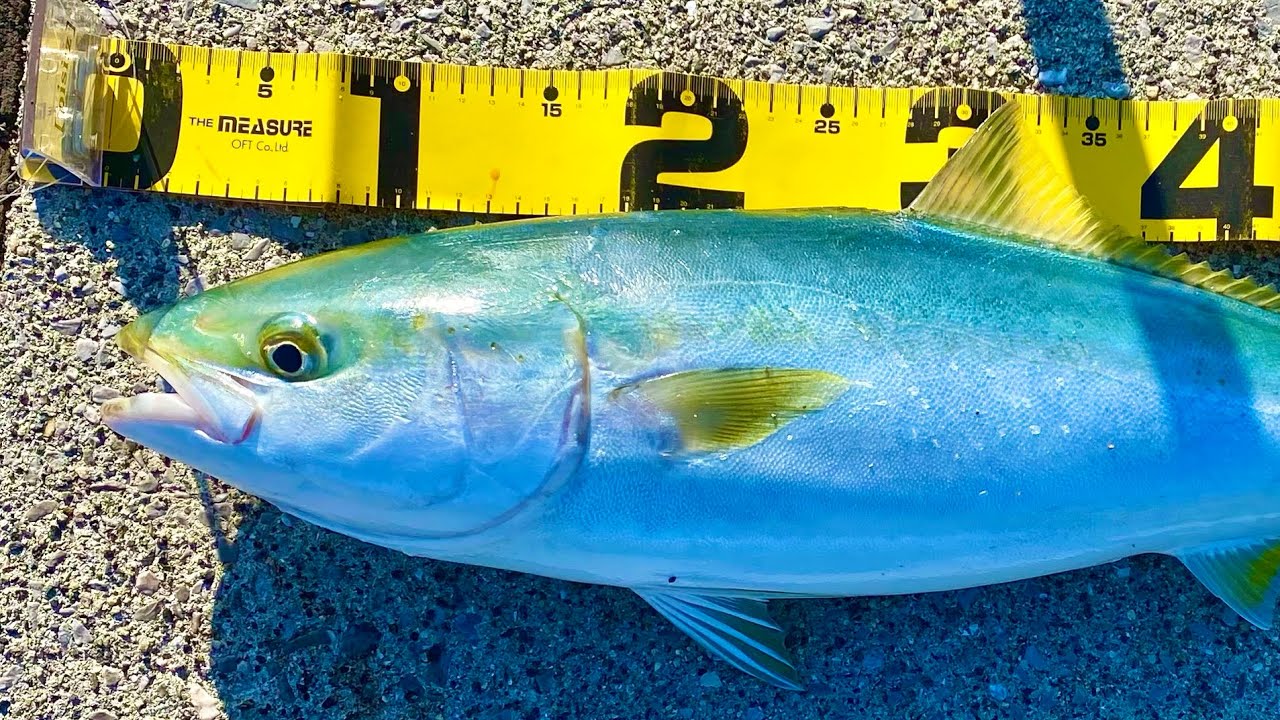 【ナブラ撃ち】周防大島にエギングをしに来たら青物が...！