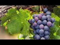 Молдова страна в форме грозди винограда История Виноделия