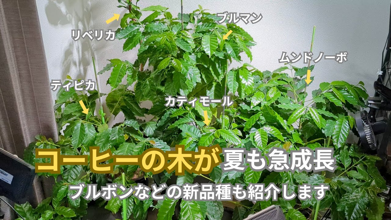 収穫間近　コーヒーの樹　 Have you heard of coffee trees?] A houseplant recommended for