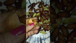 Download Lagu Muga Leta//Leta polu🤤🤤#shorts #ytshorts #trendingshorts #viral MP3