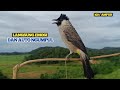 Suara Burung Kutilang Gacor || Kutilang Ribut Paling Ampuh Untuk Suara Panggilan Dan Masteran