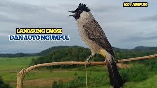Suara Burung Kutilang Gacor || Kutilang Ribut Paling Ampuh Untuk Suara Panggilan Dan Masteran