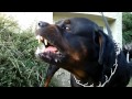 Big Rottweiler defends his territory