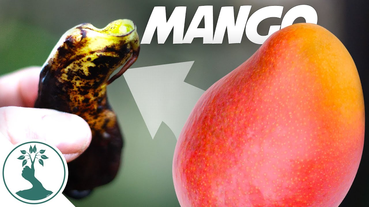 Monstrous Mango Fruit Seed Planting Growing Mango From Seed YouTube