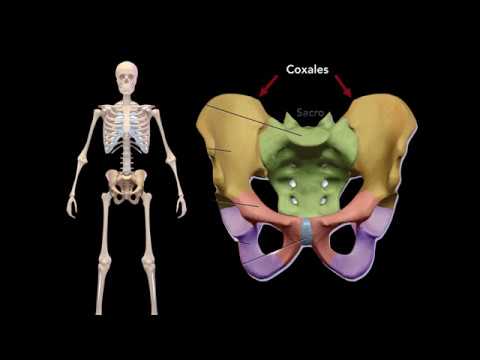 Vídeo: ¿De Dónde Viene El Esqueleto Humano En La Luna? - Vista Alternativa