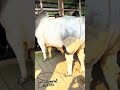 মাশাআল্লাহ #Biggest #Bull #cow #animals #farming #agro #viralvideo #shorts